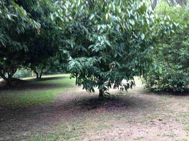 Image 19
