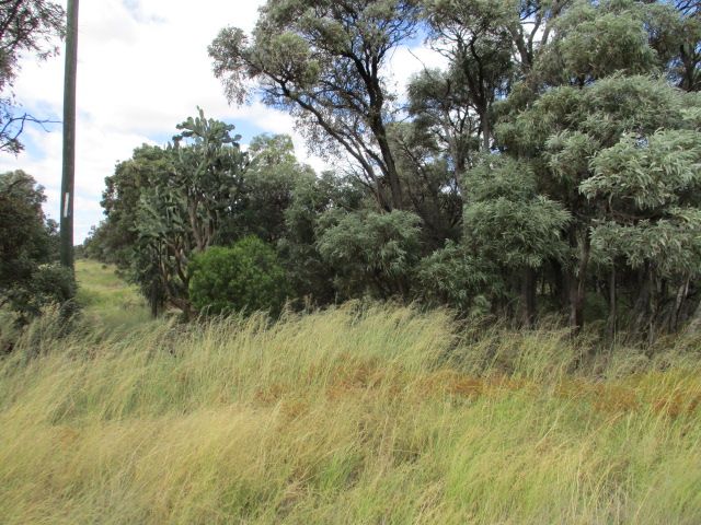 Lot 9 Western Road, Tara QLD 4421, Image 0