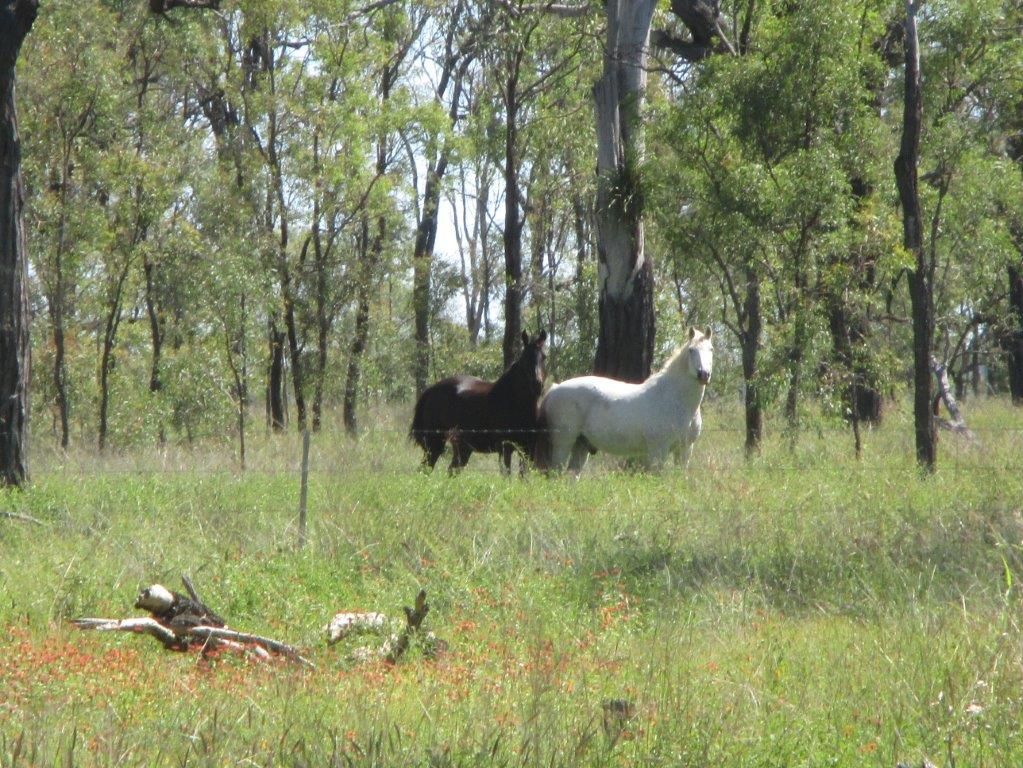 AUCTION "IRONBARK 2" - 405 ACRES, Kaimkillenbun QLD 4406, Image 2