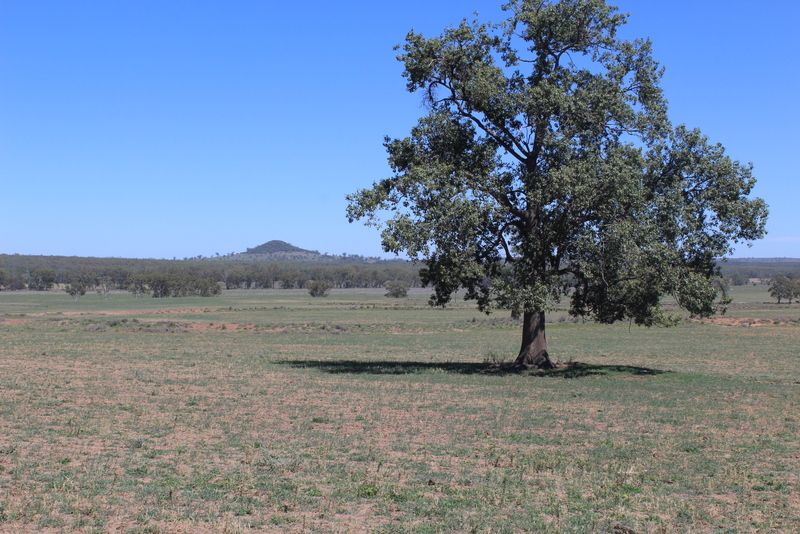 " Berrigal Farm", Bellata NSW 2397, Image 1