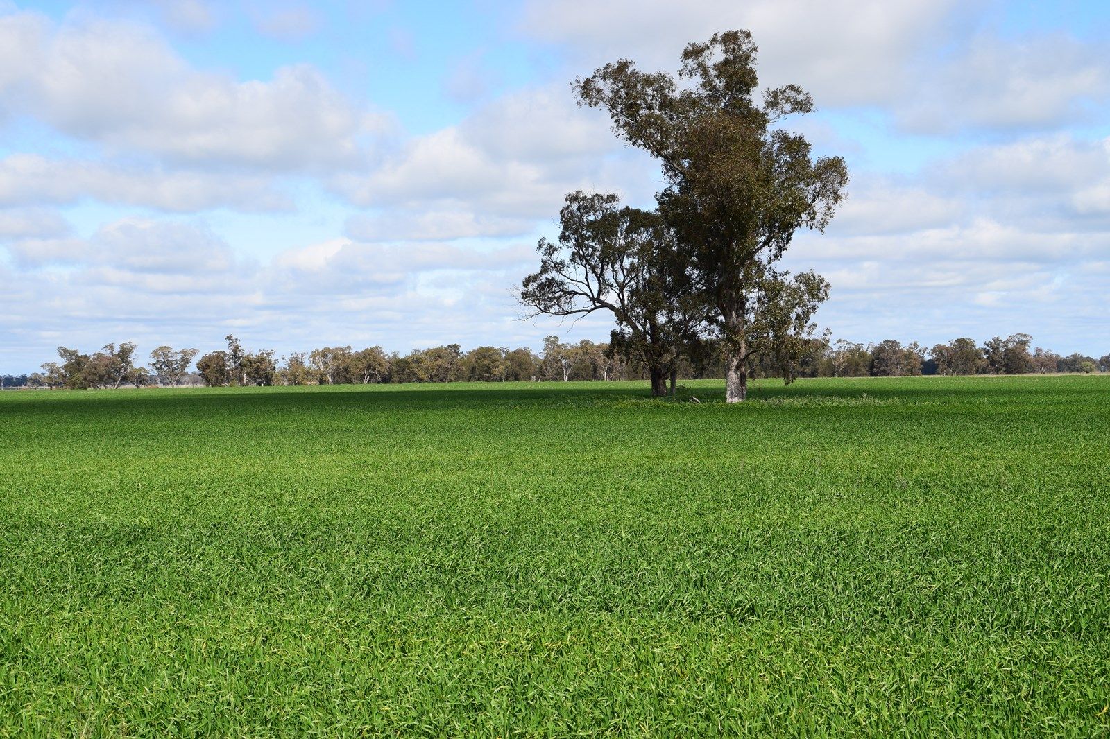 "Keema" Pineview Road, COLLIE NSW 2827, Image 1