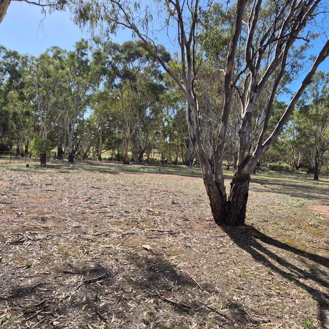 Additional image 12 of 40 SEPARATION ROAD, Dunolly VIC 3472