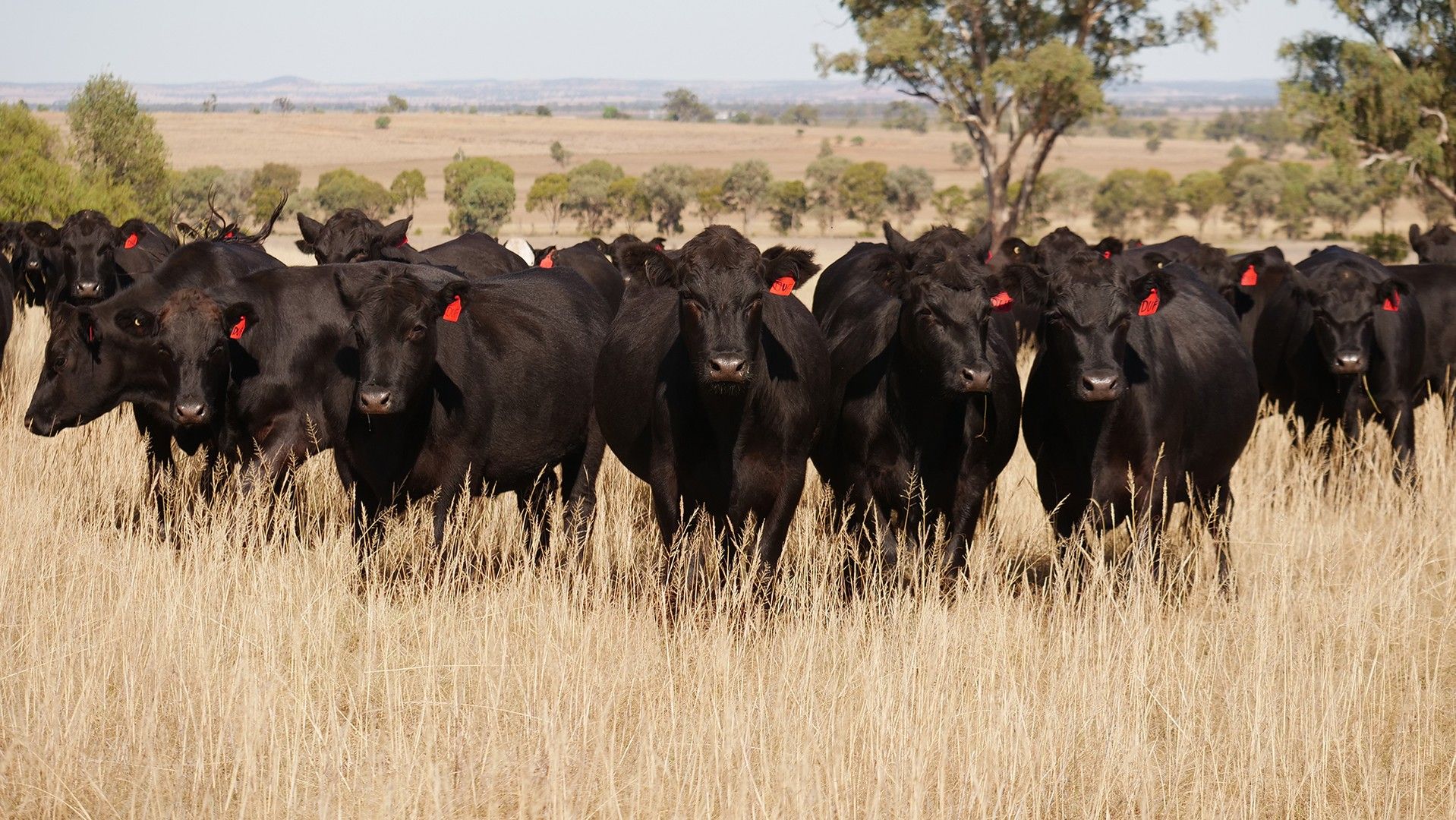 2136 Goolhi Road, Gunnedah NSW 2380, Image 0