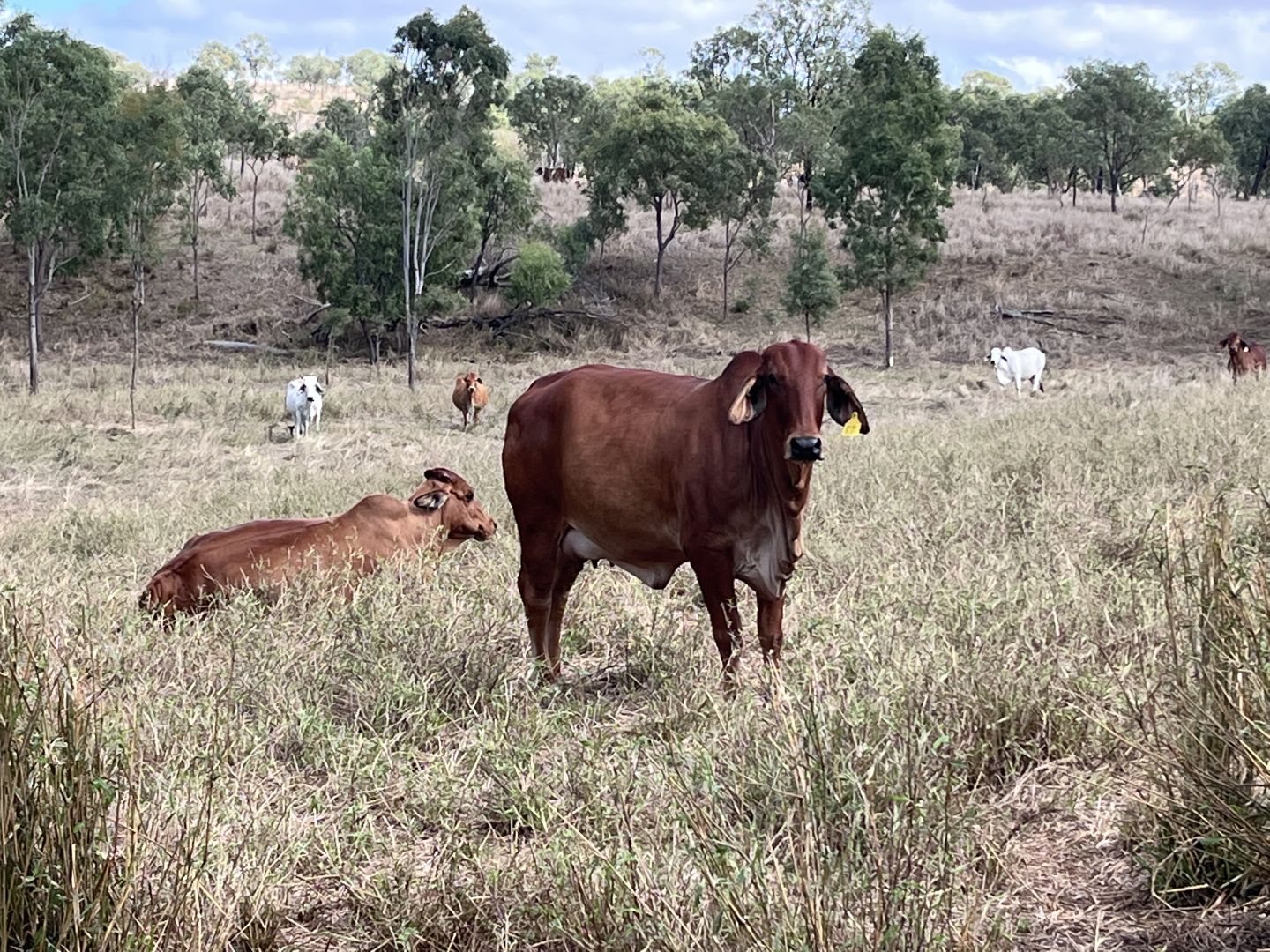 Corner of Halls Road and Thangool Lookerbie Road, Thangool QLD 4716