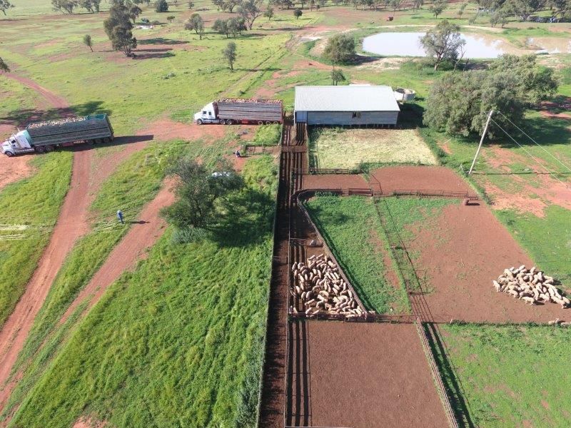 Condobolin NSW 2877, Image 1