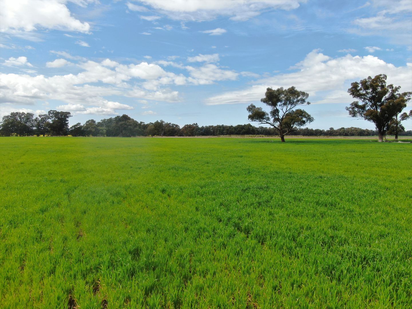 1015 MidWestern Highway, Cowra NSW 2794 House for Sale Domain