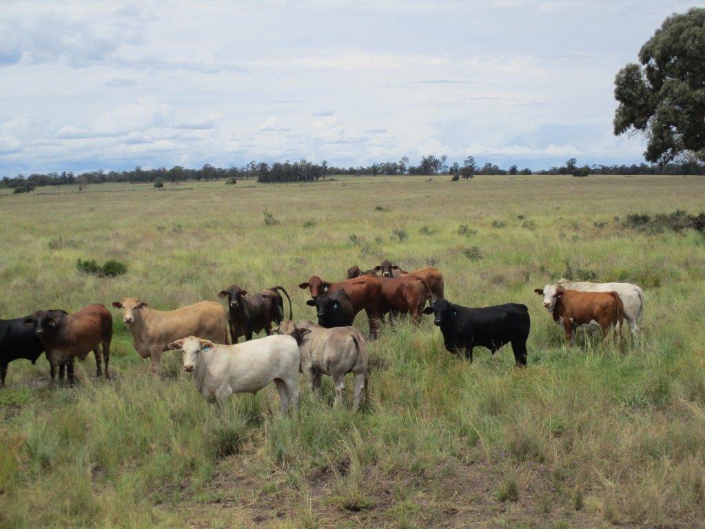 1347 Acres | Cattle Property, Chinchilla QLD 4413, Image 0