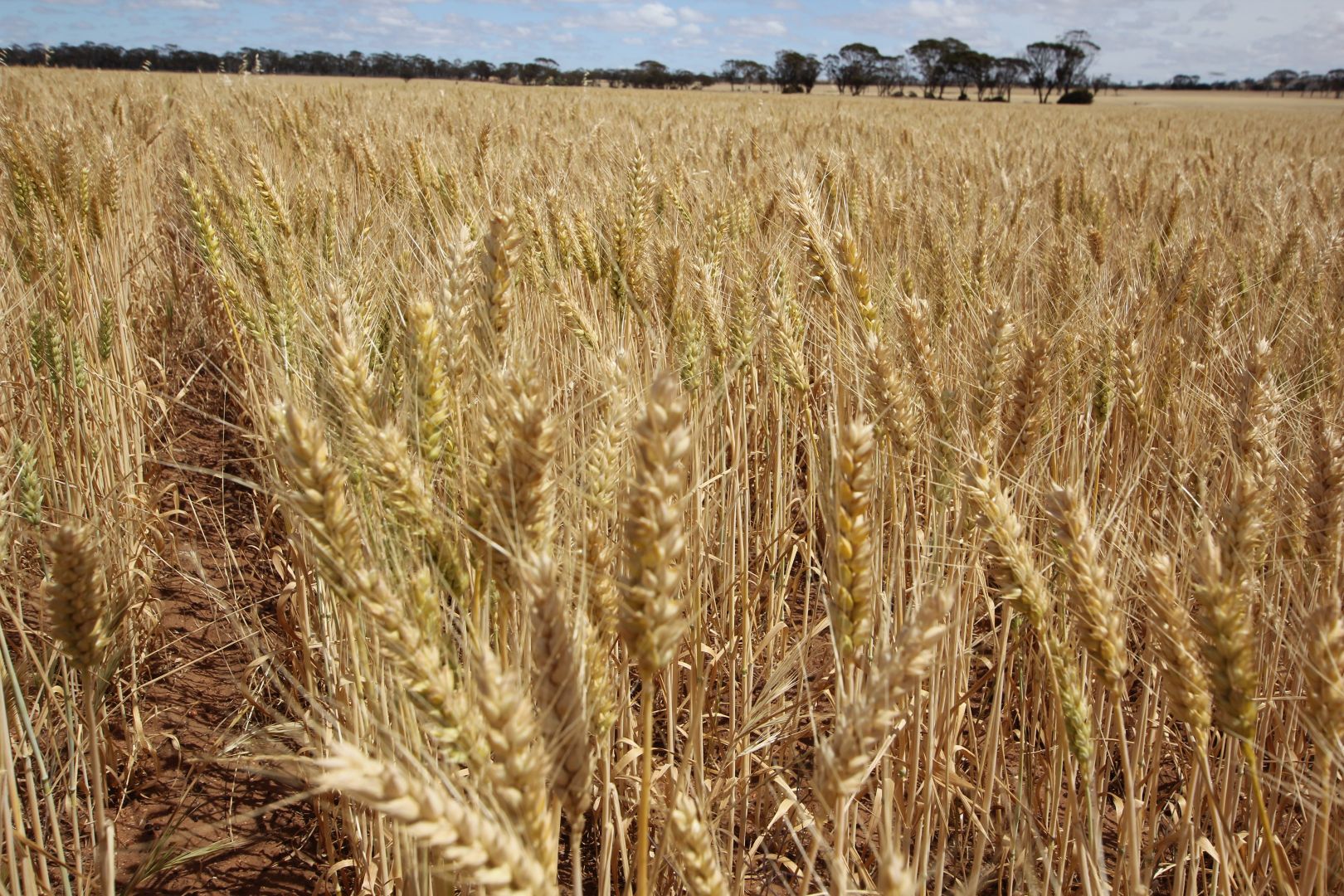 757 Bows Road, South Kummini Property History & Address Research Domain