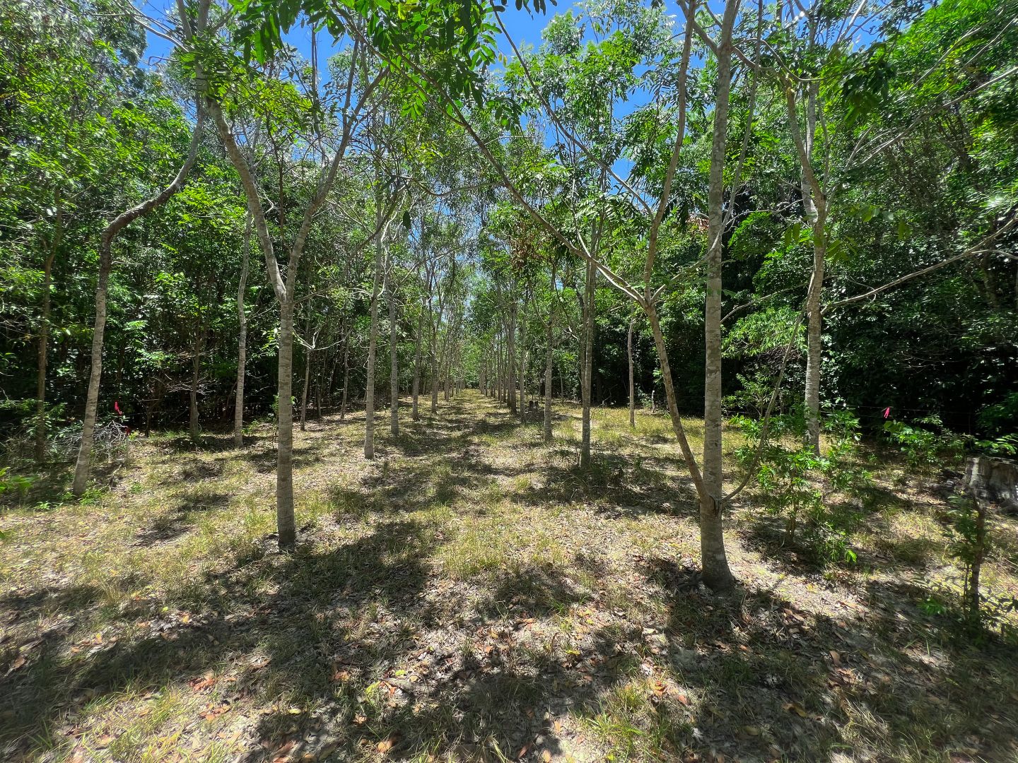 506 Cameron Creek Road, Cooktown QLD 4895, Image 1