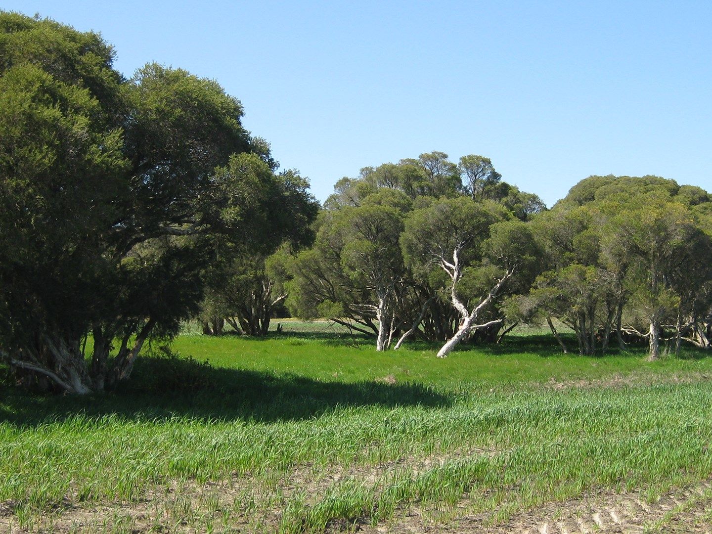 Lot 152 pickles Road, Narrikup WA 6326, Image 0