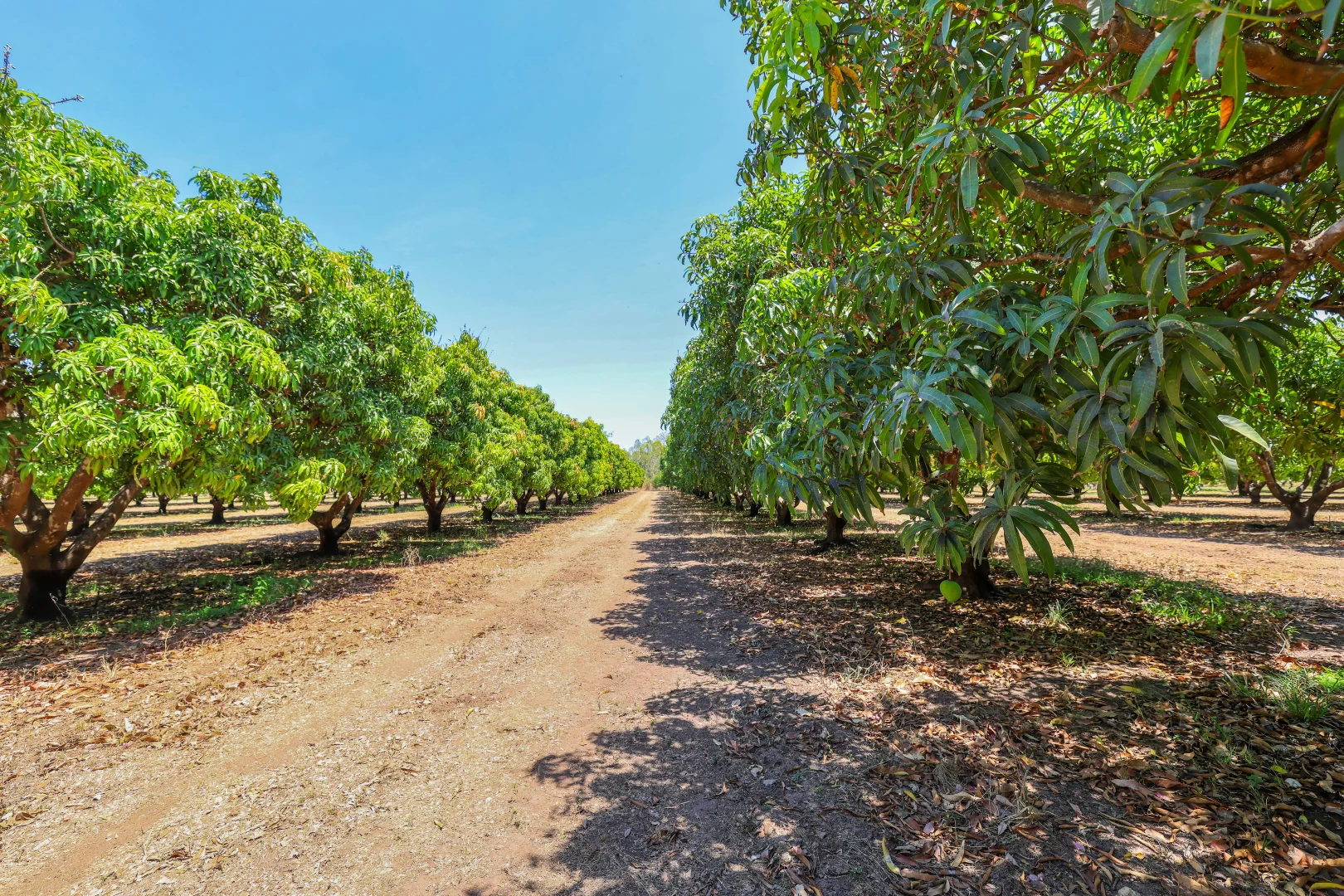 810 Reedbeds Road, Darwin River NT 0841 | Domain