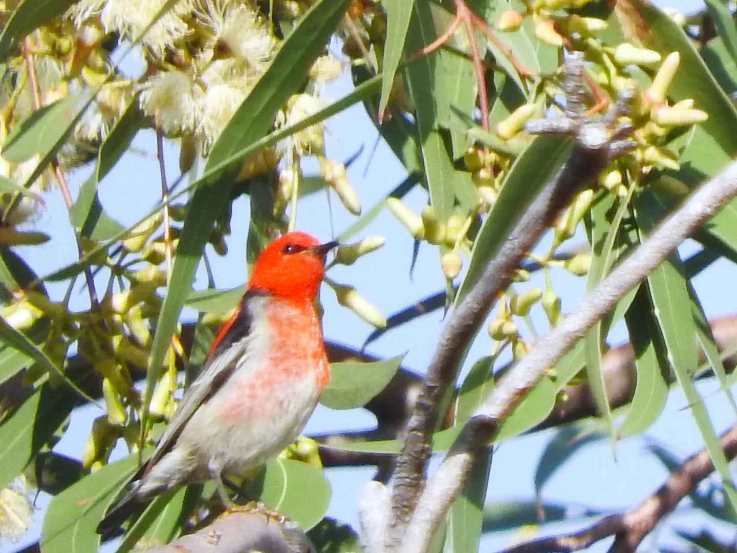 Additional image 33 of 35 Starfish Street, Agnes Water QLD 4677