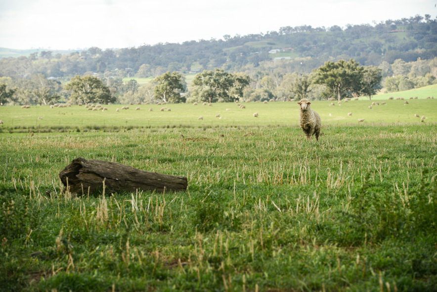 397 Back Brawlin Road, Cootamundra NSW 2590, Image 2