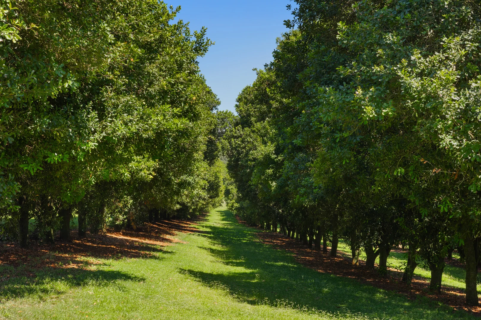 Additional image 17 of 68 Muller Road, Tregeagle NSW 2480