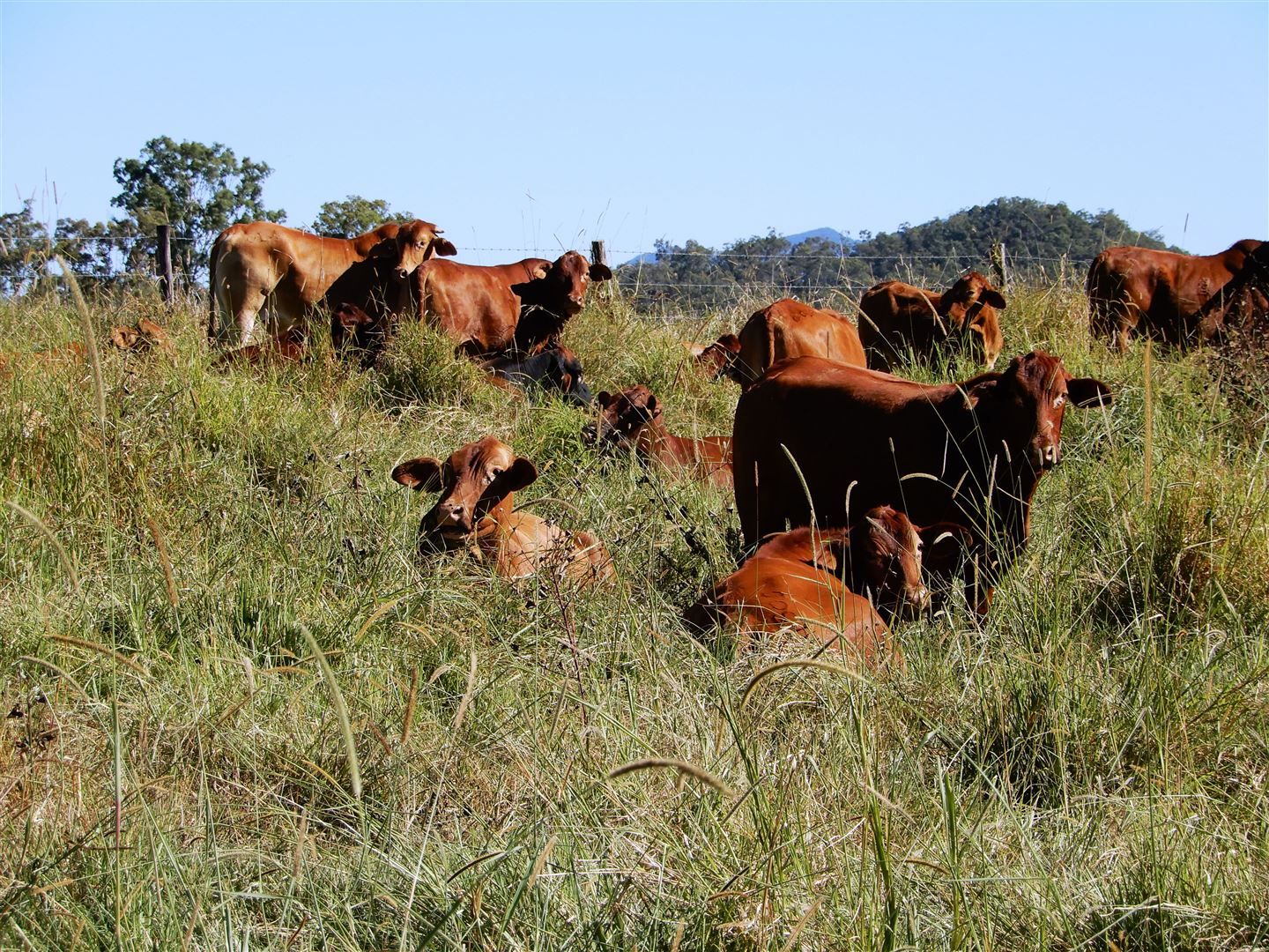 Sarina Range QLD 4737, Image 0