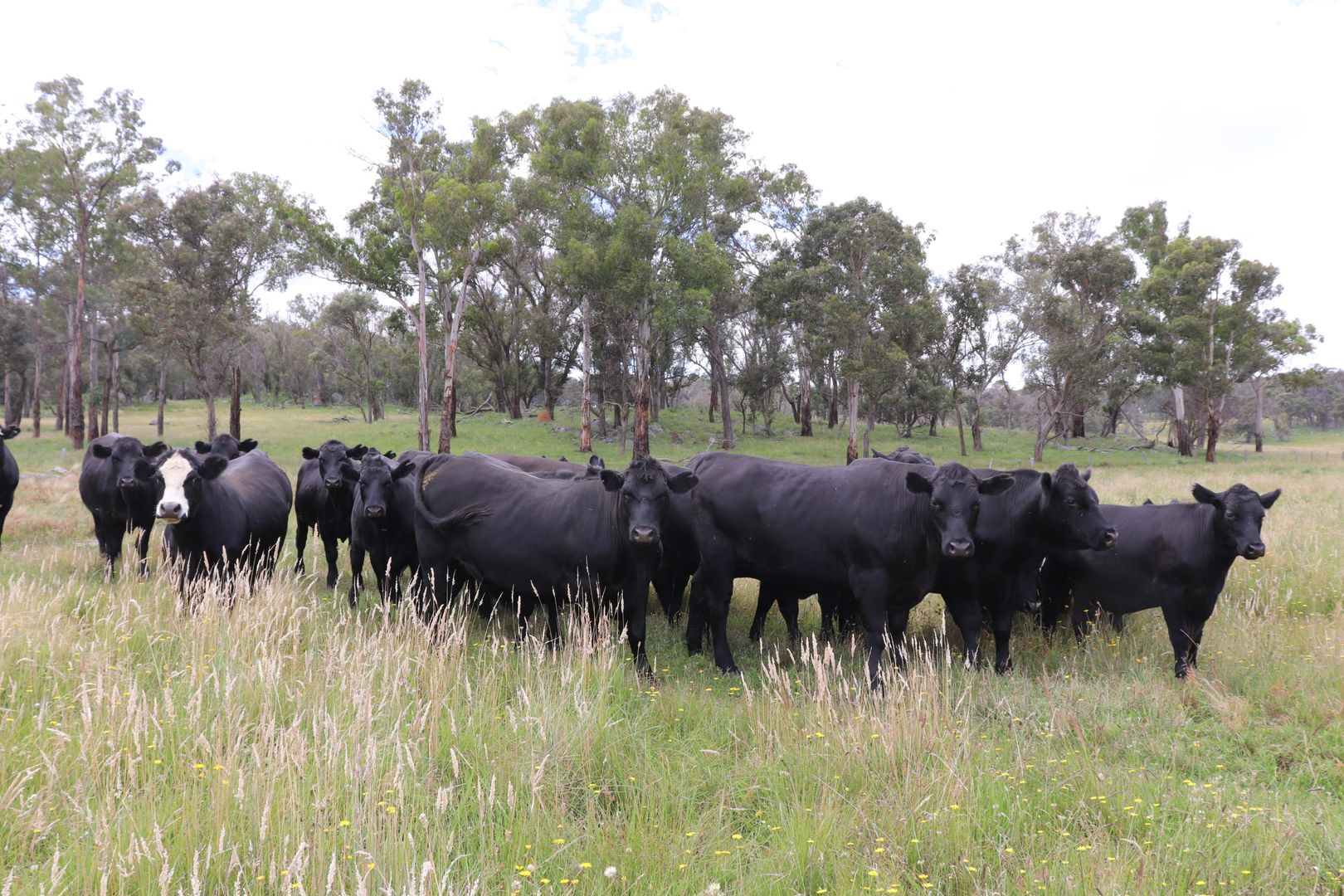 Square Range Road, Mount Mitchell NSW 2365, Image 2