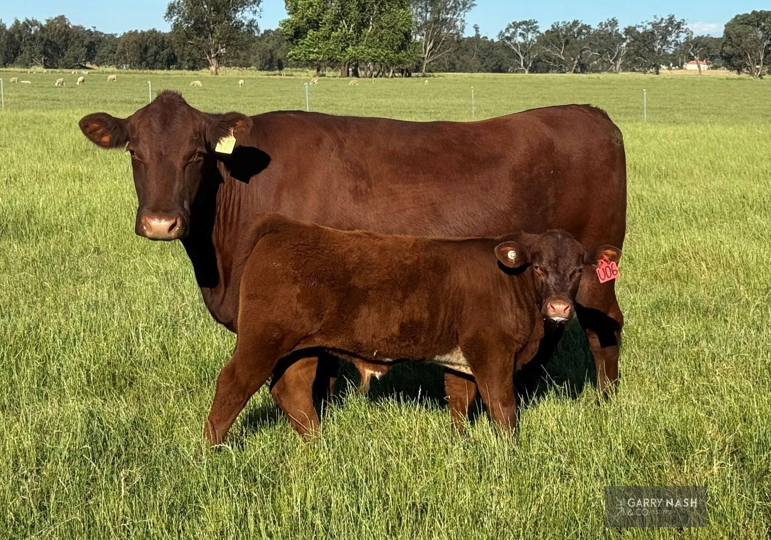 41 Ellis Lane, Greta VIC 3675 House for Sale Domain