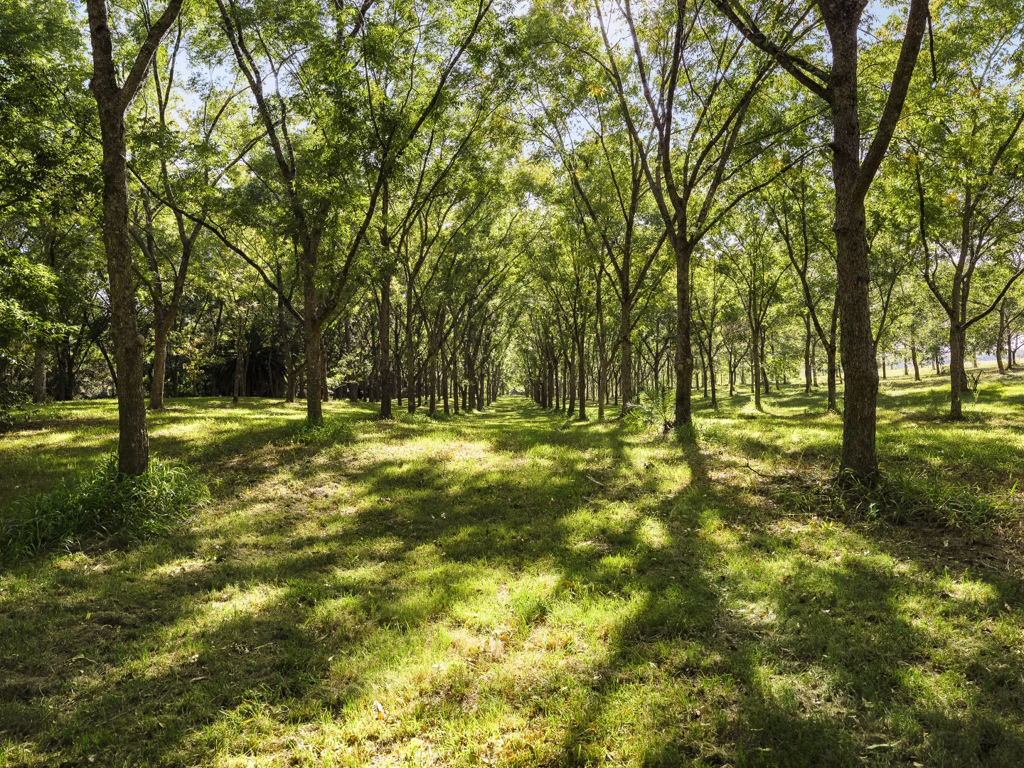 Additional image 25 of 370 Orara Road, Lanitza NSW 2460