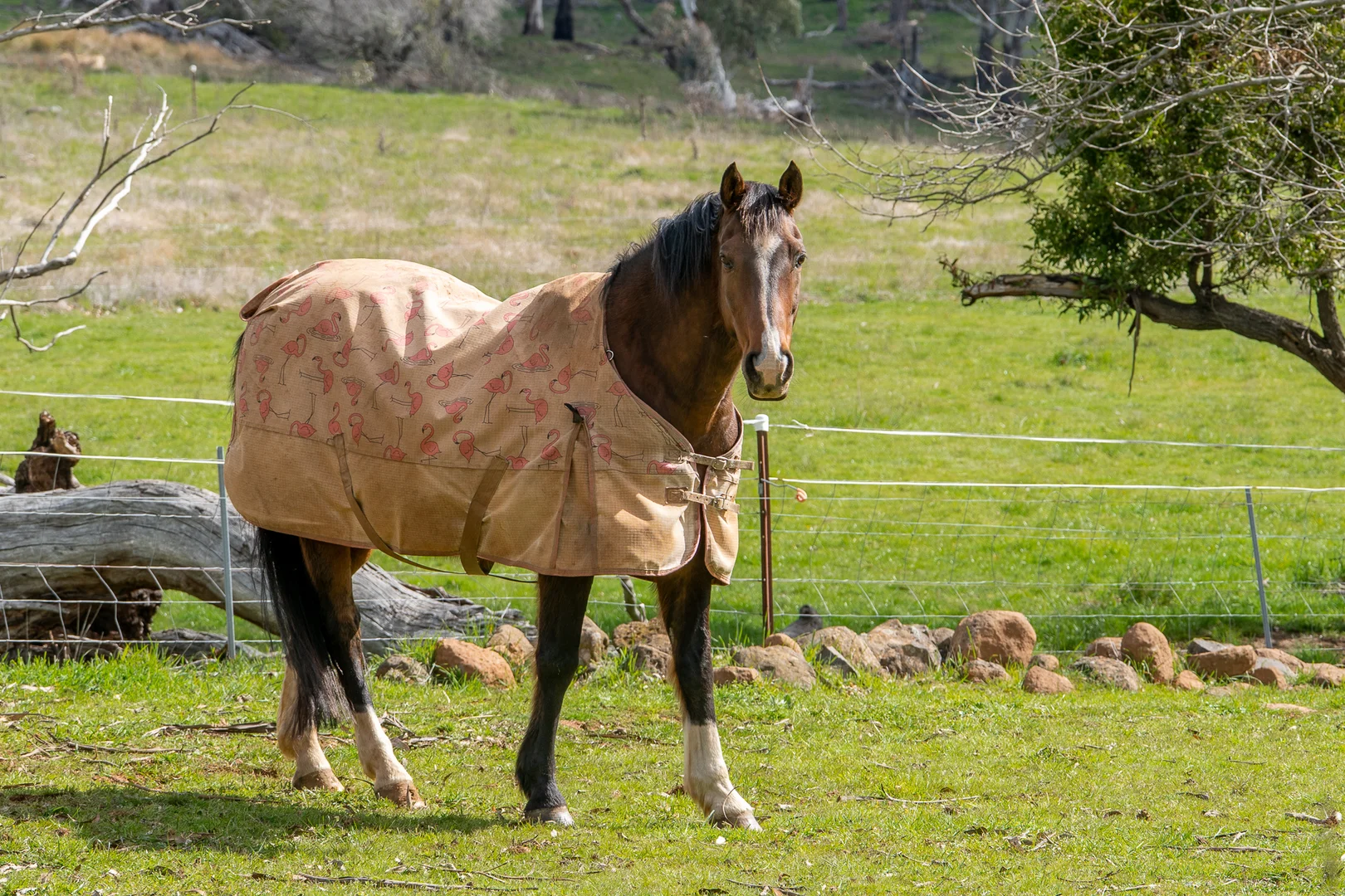 Additional image 36 of 584 Huntley Road, Huntley NSW 2800