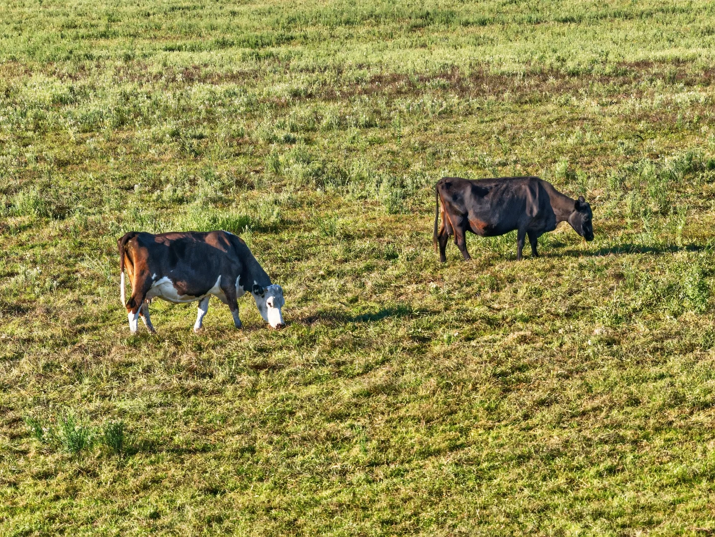 Additional image 22 of 215 Bairnsdale-Dargo Road, Bairnsdale VIC 3875