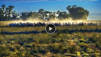 Picture of 'Darriwell Aggregation', TRUNDLE NSW 2875