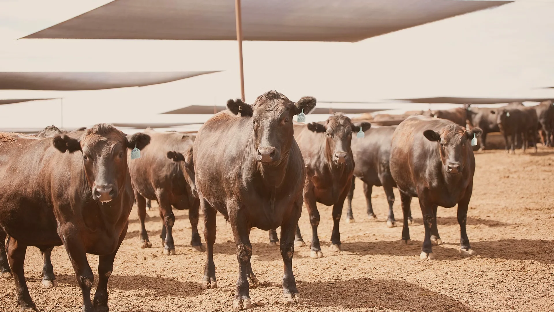 Additional image 8 of 556 Grassdale Road, Springvale QLD 4405