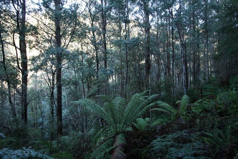 Lot 1 Castle Forbes Road, CASTLE FORBES BAY TAS 7116, Image 1