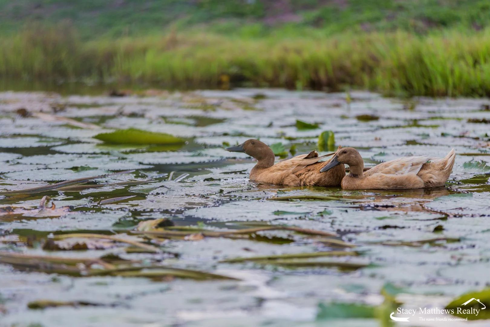 Additional image 38 of 46-50 Sebring Drive, Jimboomba QLD 4280