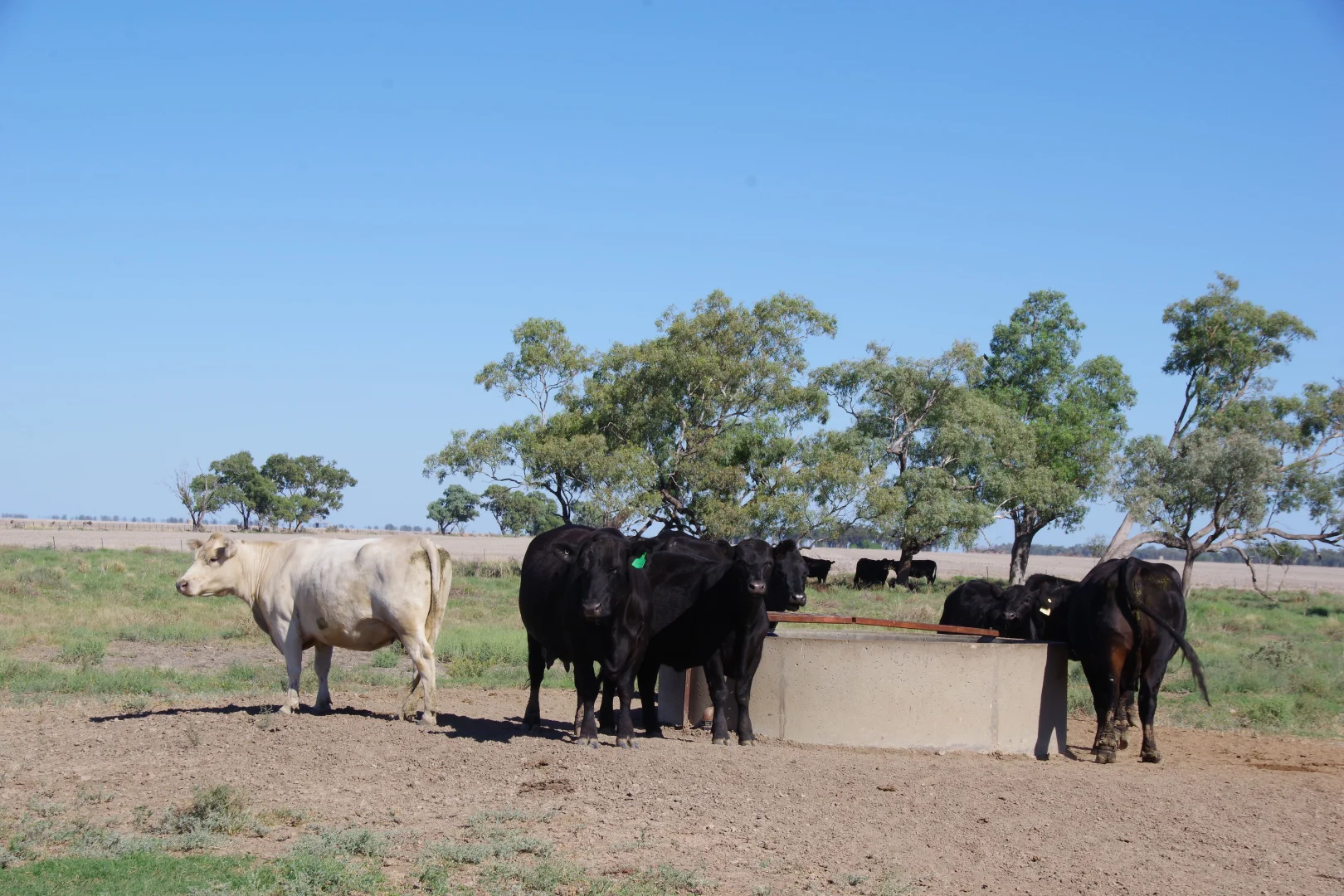 Additional image 21 of . Sunnyside Lane, Wee Waa NSW 2388