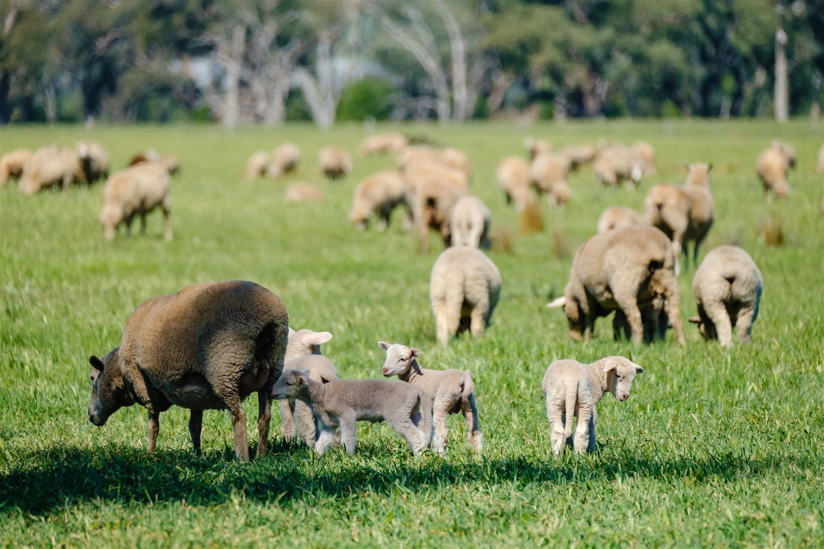 Cookardinia NSW 2650, Image 1