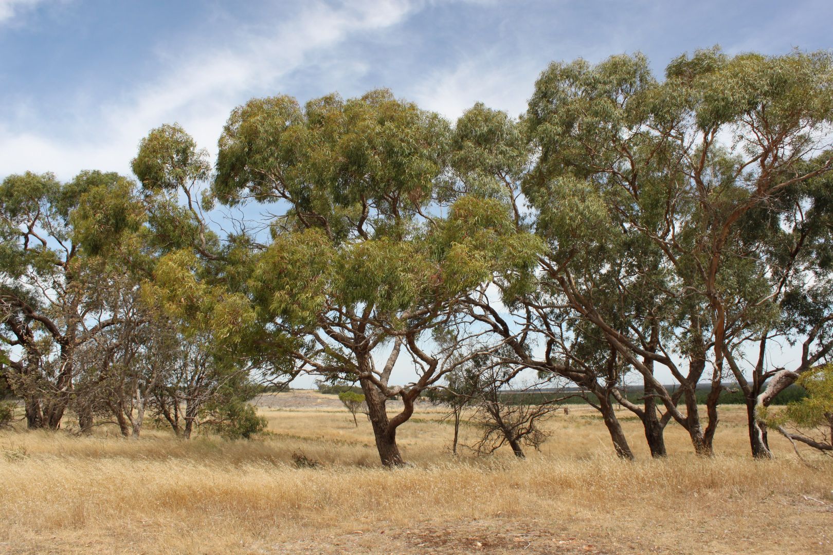 544 V & A Lane, Wattle Range East SA 5279, Image 1