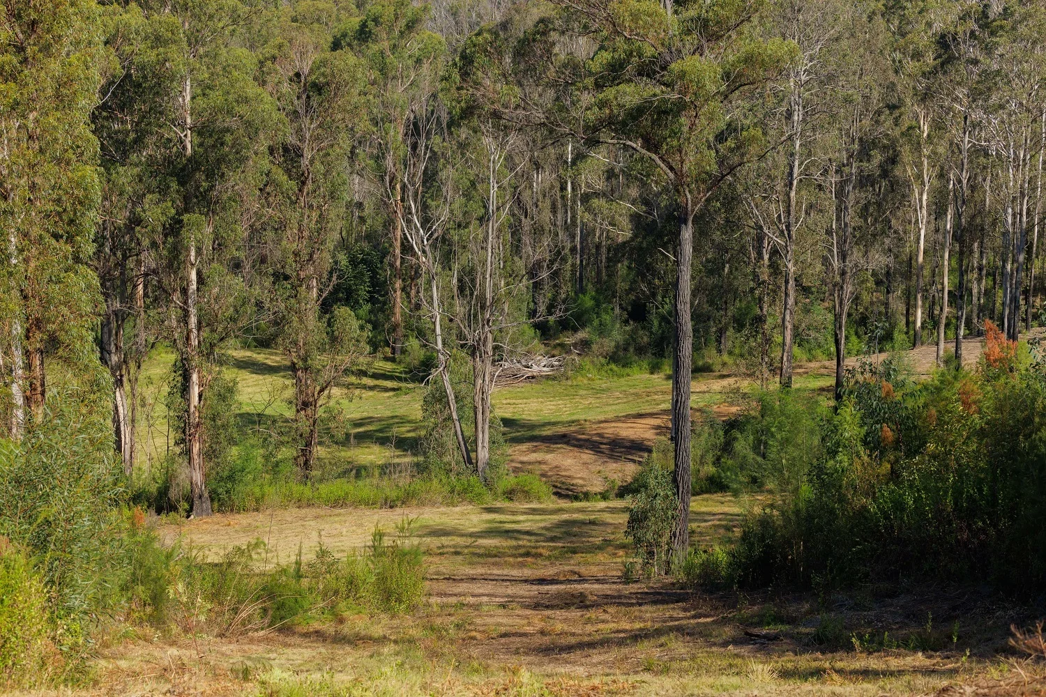Additional image 7 of Lot 3 DP 624612 Nullica Short Cut Rd Boydtown Via, Eden NSW 2551