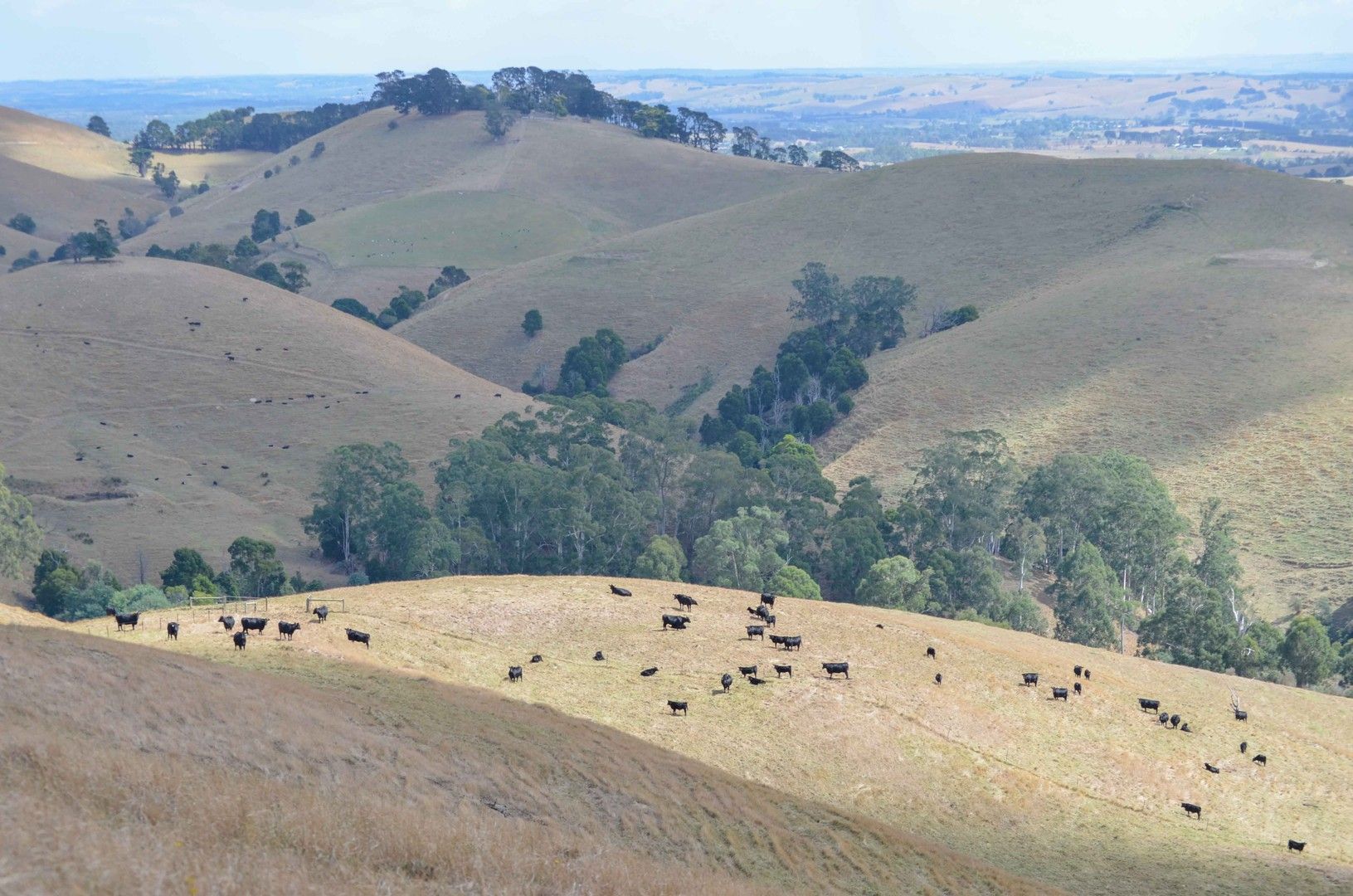 Foster-Mirboo Road, Dollar VIC 3871, Image 0