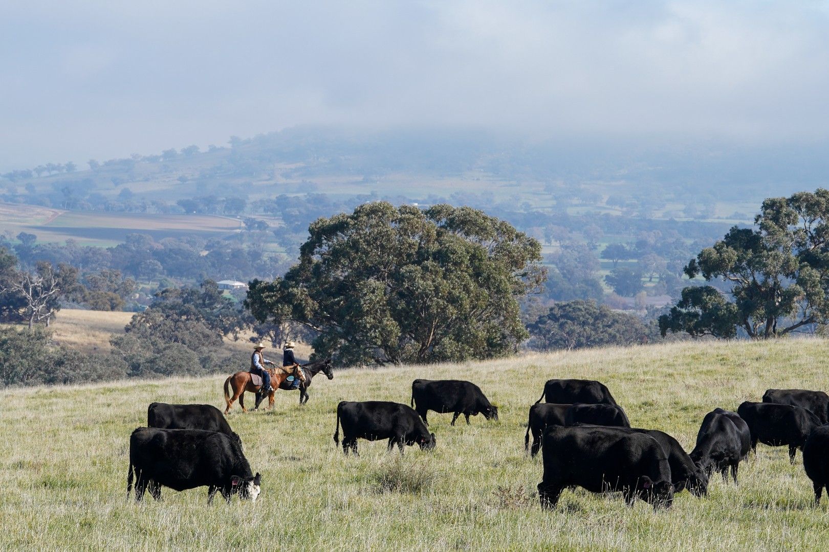 'Bunyarra Range' 60 Bunyarra Lane, Orange NSW 2800, Image 0