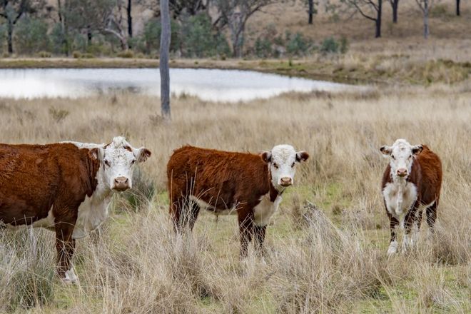 Picture of 4813 Killarney Gap Road, NARRABRI NSW 2390