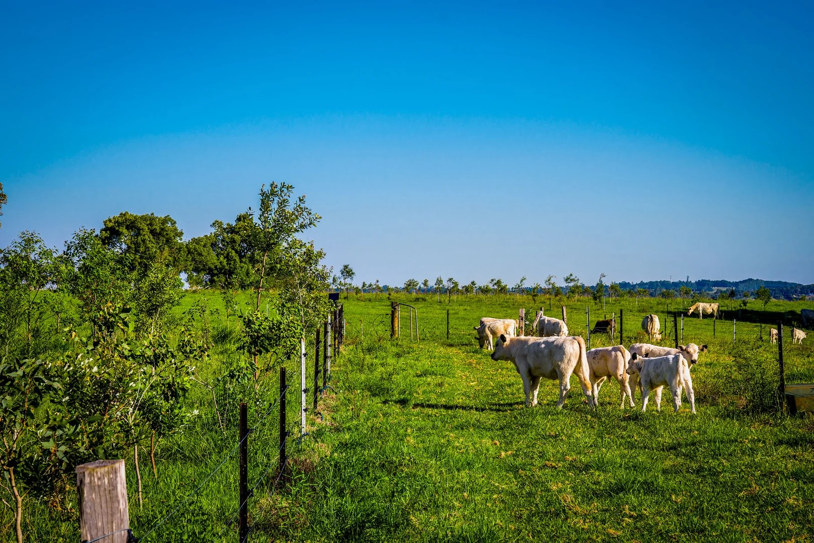 Additional image 15 of 79 Johnston Road, Clunes NSW 2480