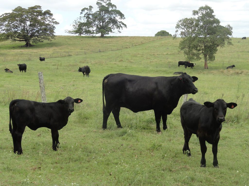 Kyogle NSW 2474, Image 0