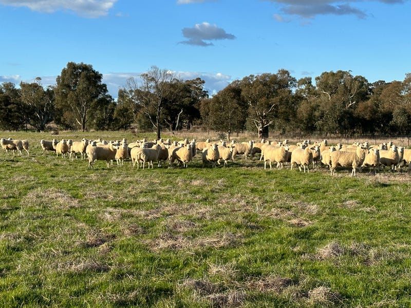 5413 Muttama Road, Cootamundra NSW 2590, Image 0