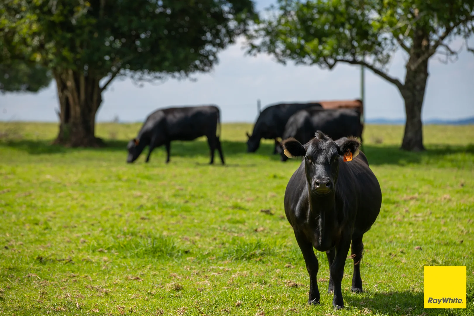 Additional image 12 of 262 Snows Road, Dorrigo NSW 2453
