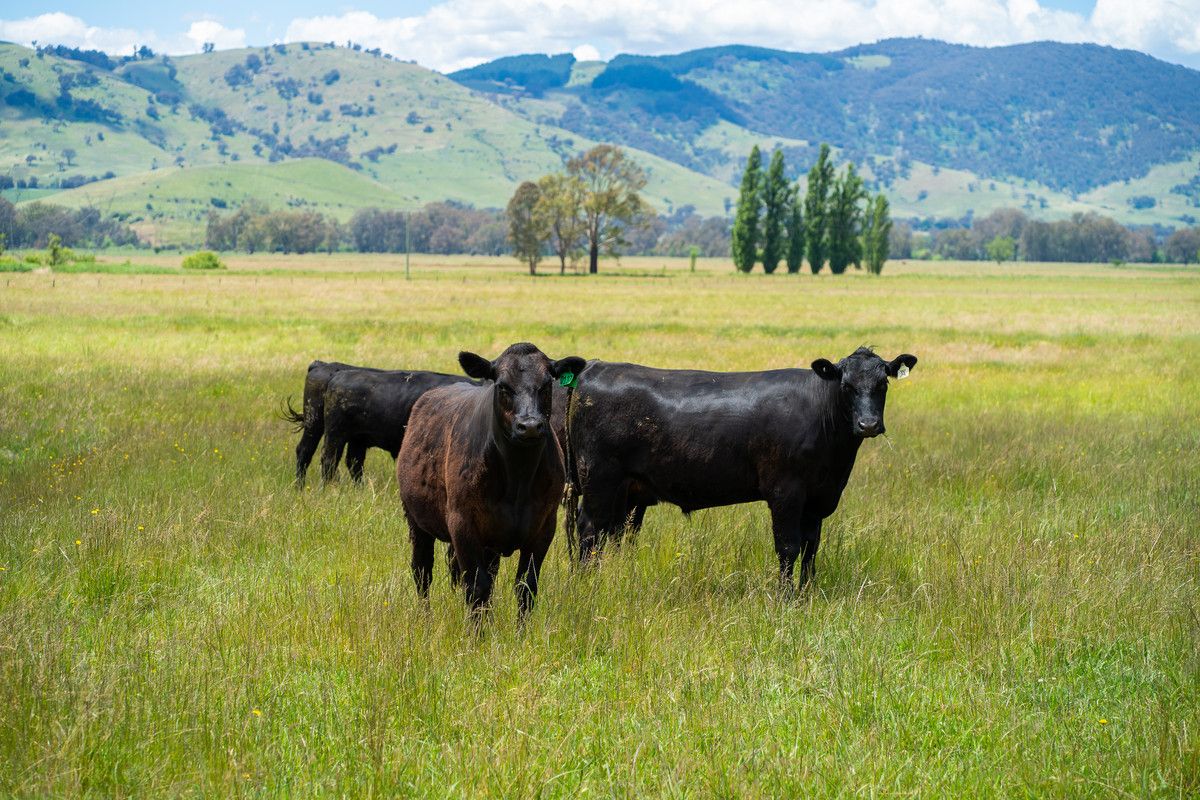 Omeo Highway, Tallangatta South VIC 3701, Image 1