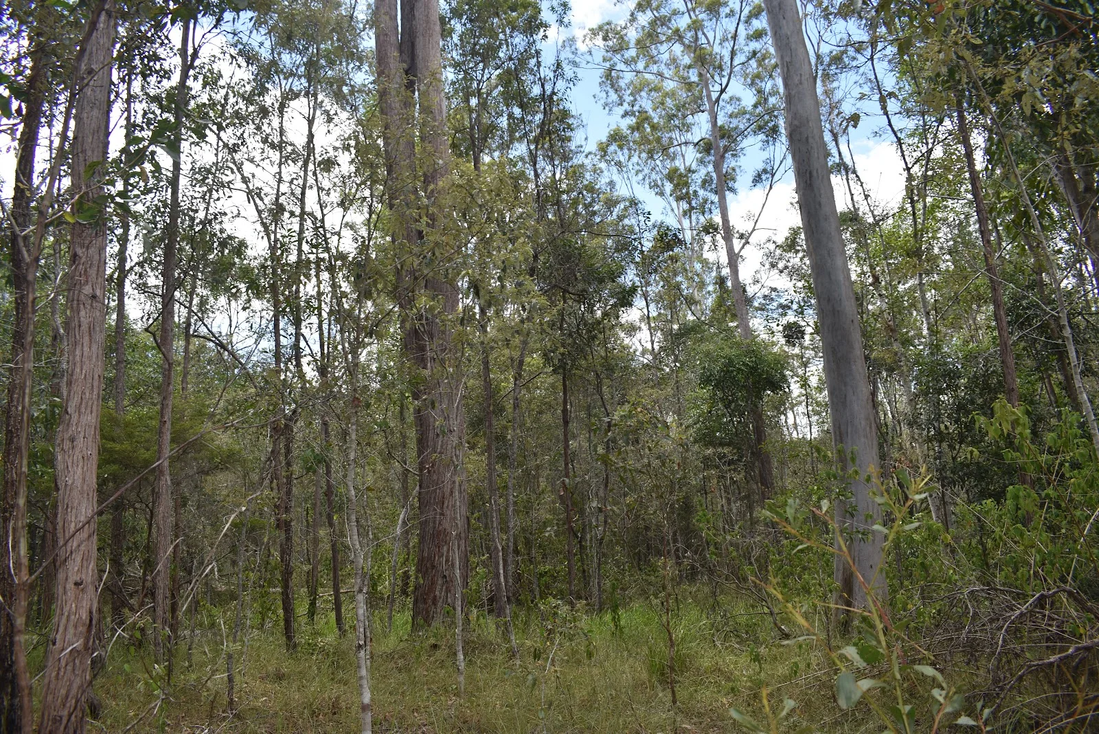 Additional image 8 of Lot 80 Keenes Road, Bauple QLD 4650