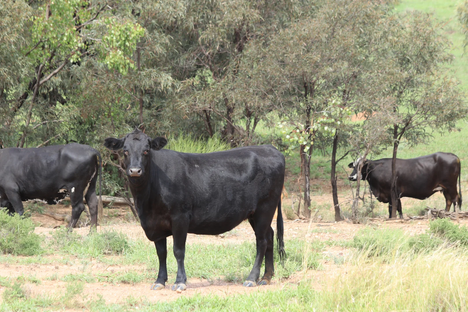 Additional image 8 of 952 Yuleba Surat Road, Yuleba QLD 4427