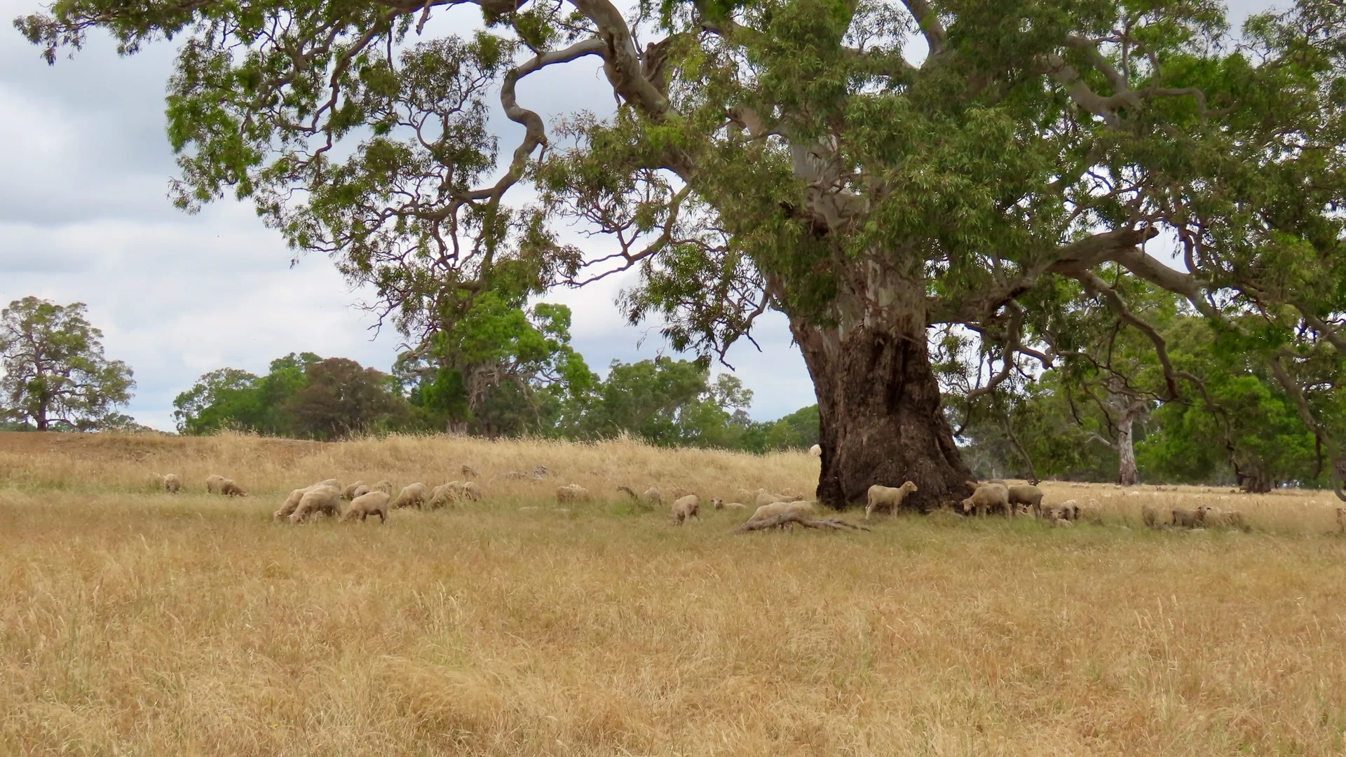 Additional image 14 of 596 Mostyn Lane, Balmoral VIC 3407