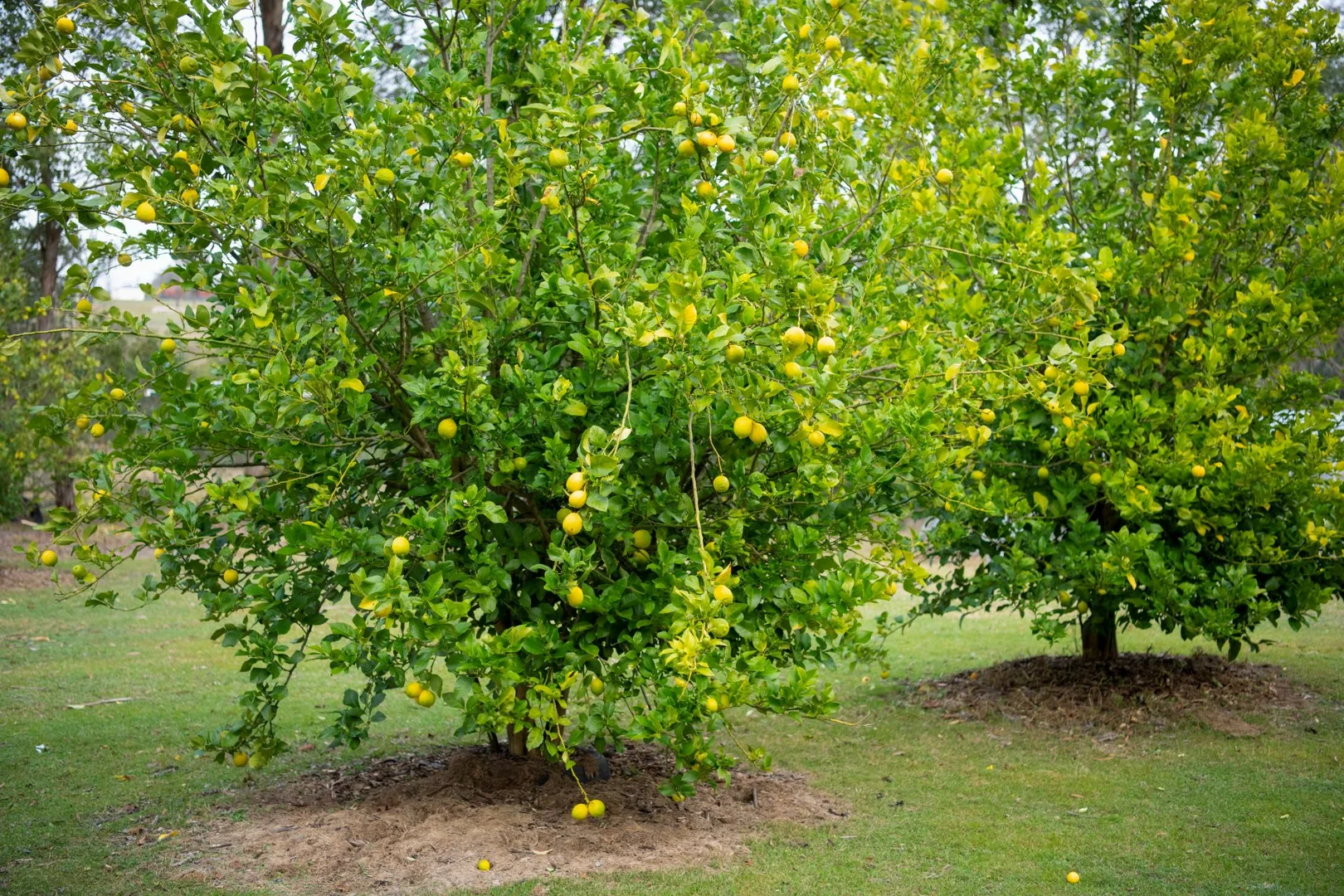 Image 13