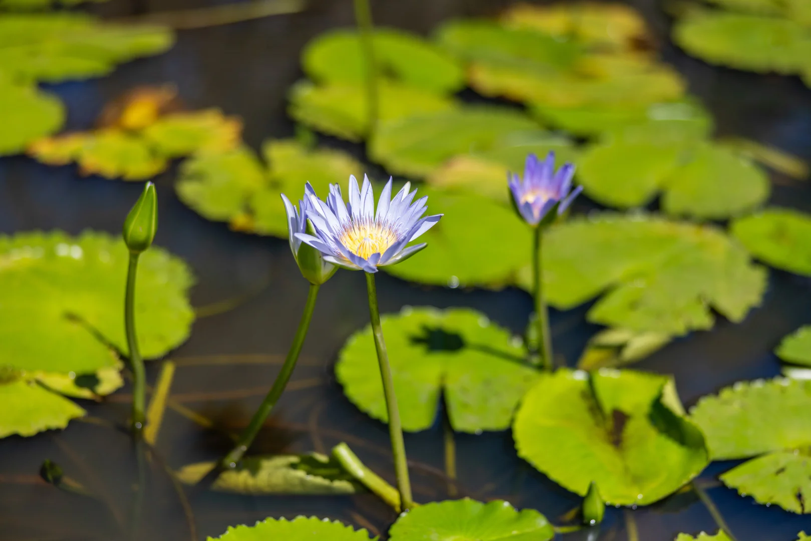 Additional image 13 of 463-465 Byamee Road, Koorainghat NSW 2430