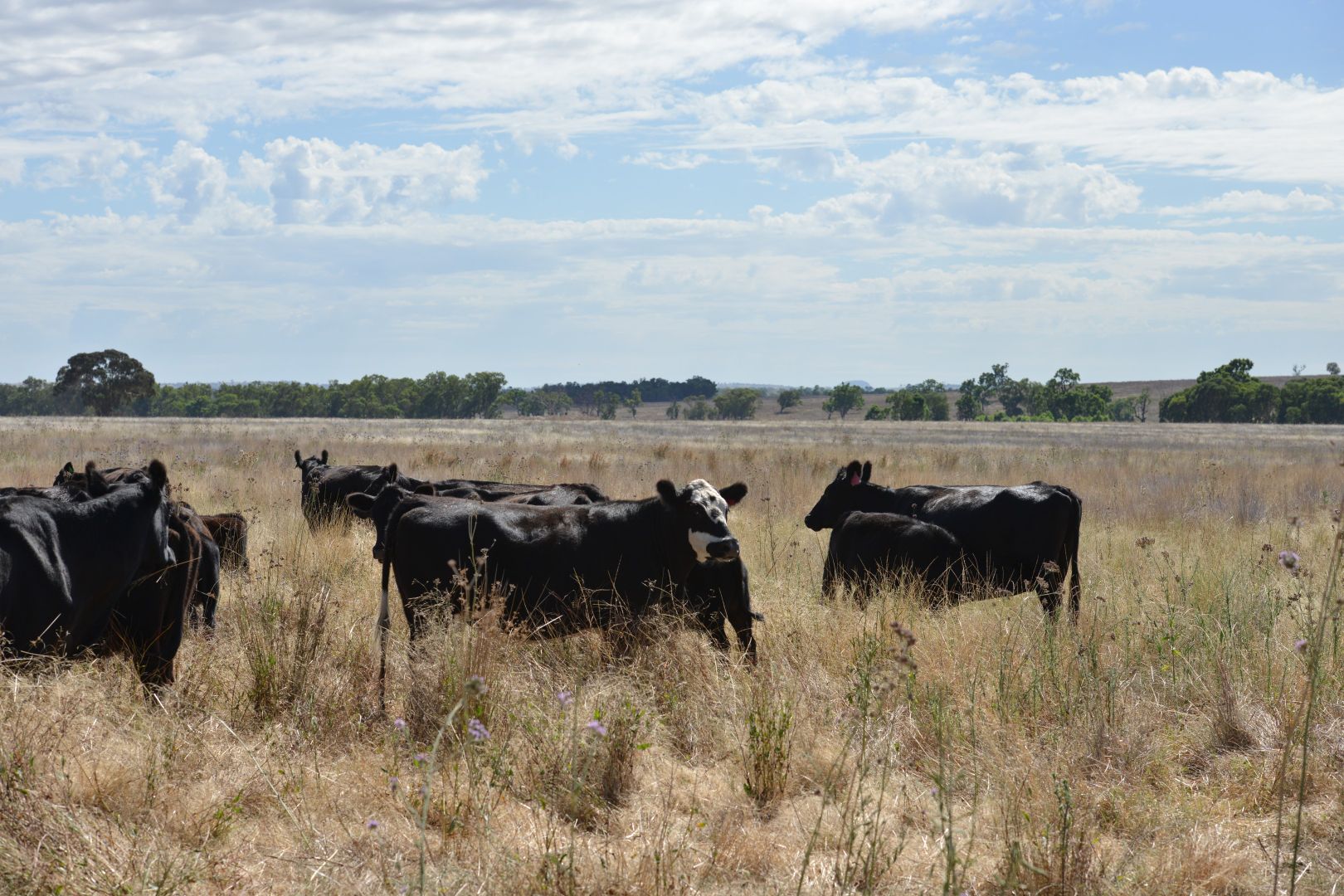 1896 Boxridge Road, Purlewaugh NSW 2357, Image 2