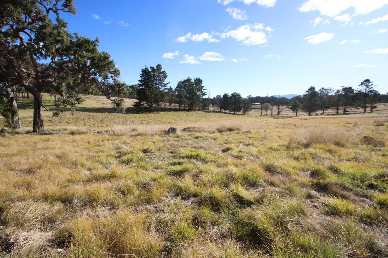 Rural in 409 Mount Lindesay Road, TENTERFIELD NSW, 2372