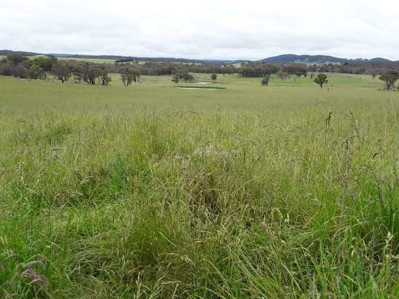 3435 WARDS MISTAKE ROAD, Guyra NSW 2365, Image 2