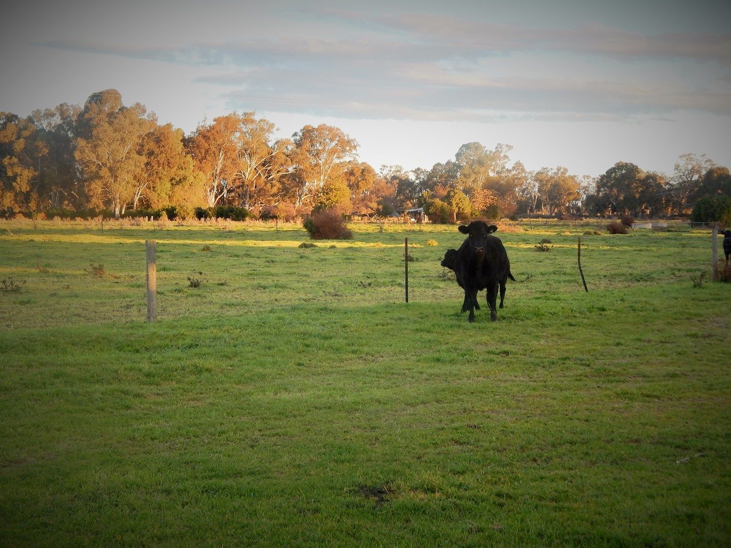 00 Benjeroop Murrabit Rd - Henry Lane, Benjeroop VIC 3579, Image 0