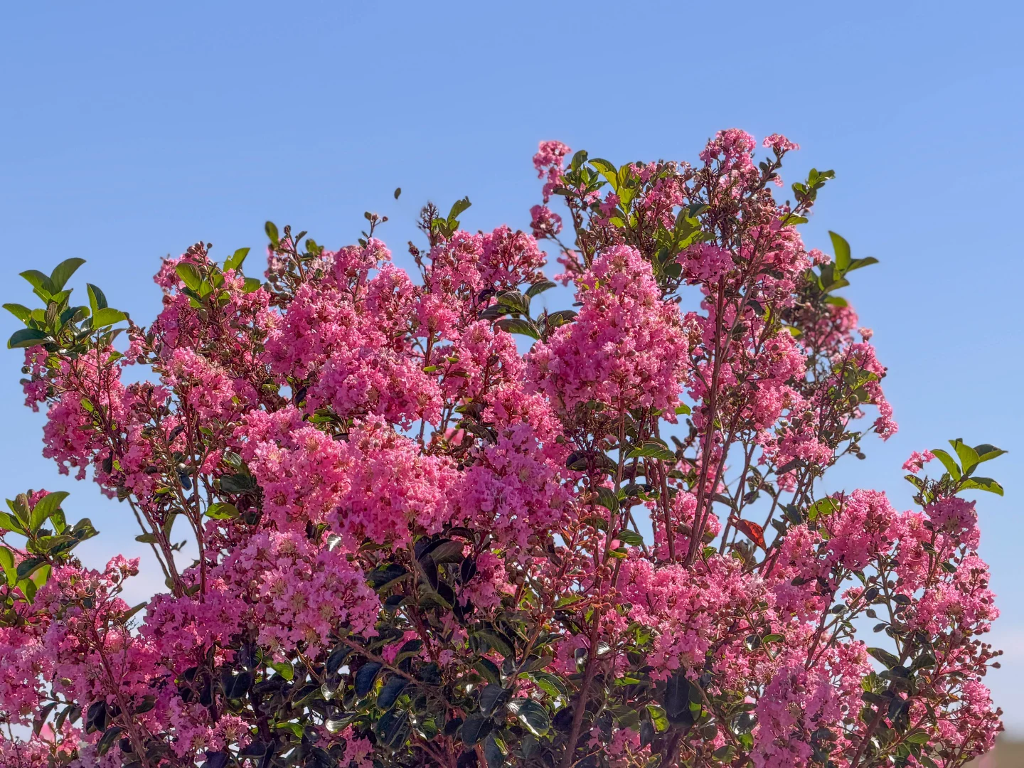 Additional image 10 of 63 Gunning Ridge Road, Forbes NSW 2871